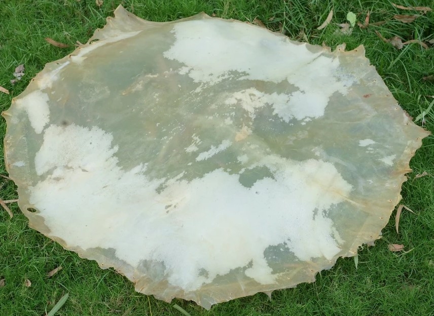 An 18-inch vellum drum head made from calf skin medium