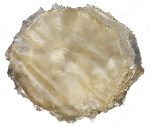 Calfskin Vellum Drum Head 36″ - A Professional's Choice